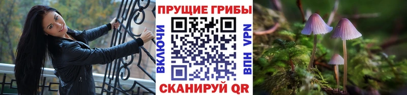 дарк нет официальный сайт  сколько стоит  Тамбов  Галлюциногенные грибы Cubensis 